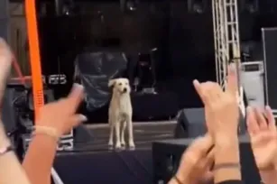 Imagem ilustrativa da imagem Cachorro invade palco do Rock in Rio e público vai ao delírio