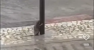 Imagem ilustrativa da imagem Rato 'segura' em poste para evitar vento e chuva; veja o vídeo