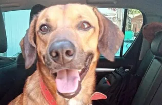 Imagem ilustrativa da imagem Cachorro é resgatado após ser levado em assalto a família no Rio
