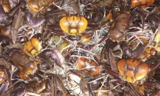 Imagem ilustrativa da imagem Cerca de 450 caranguejos são apreendidos em Niterói e São Gonçalo