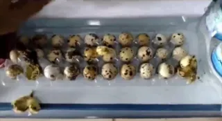 Imagem ilustrativa da imagem Vídeo: calor faz codornas nascerem em embalagem de ovos no mercado