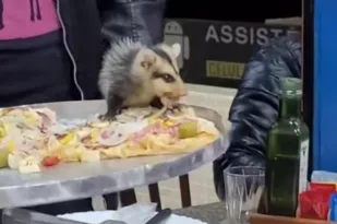 Imagem ilustrativa da imagem Vídeo: gambá cai do teto em cima de pizza e assusta clientes