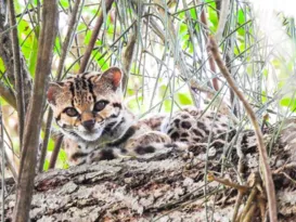 Imagem ilustrativa da imagem Espécie rara de felino ameaçada de extinção é avistada no Rio