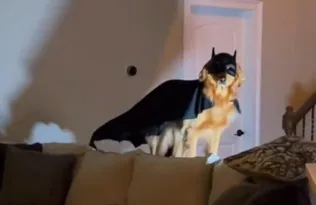 Imagem ilustrativa da imagem 'BatDog'? Golden Retriever ganha a web caracterizado de Batman