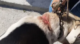 Imagem ilustrativa da imagem Mulher é presa por maus-tratos a cachorro em Maricá