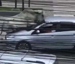 Imagem ilustrativa da imagem Boi quebra carro e quase atropela pedestre em Maricá; vídeo