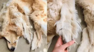Imagem ilustrativa da imagem Vídeo: cachorro morre e família transforma corpo em tapete