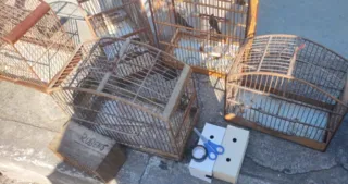 Imagem ilustrativa da imagem Dois presos por venda ilegal de pássaros silvestres em São Gonçalo