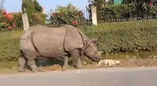 Imagem ilustrativa da imagem Cachorro leva susto ao ser acordado por rinoceronte; assista
