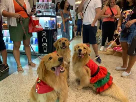 Imagem ilustrativa da imagem Pets desfilam com donos e viram atração em shopping de Niterói
