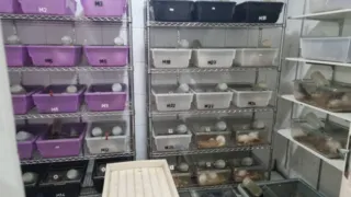 Imagem ilustrativa da imagem Mais de 600 ratos de criadouro irregular são apreendidos em SP