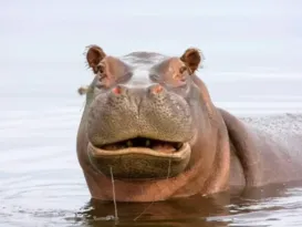 Imagem ilustrativa da imagem Hipopótamo tenta engolir criança de dois anos na África