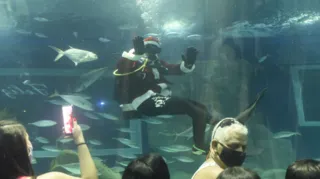 Imagem ilustrativa da imagem Papai Noel mergulhando com tubarões é atração no AquaRio