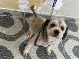 Imagem ilustrativa da imagem Cão levado em assalto é encontrado na Zona Norte do Rio
