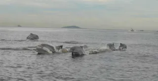 Imagem ilustrativa da imagem Golfinhos dão show no mar em Niterói