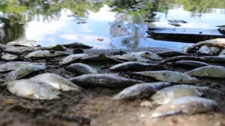 Imagem ilustrativa da imagem Cerca de dez toneladas de peixes aparecem mortos em lagoa no Rio