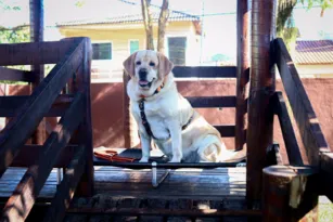 Imagem ilustrativa da imagem Adestrador de cães ajuda autistas a superar desafios em Niterói