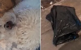 Imagem ilustrativa da imagem Cão morre e é entregue à tutora em saco de lixo após ida ao petshop