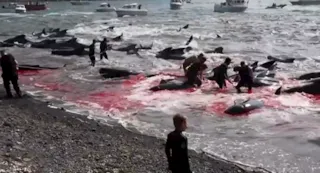 Imagem ilustrativa da imagem Centenas de golfinhos e baleias são mortos por pescadores; vídeo