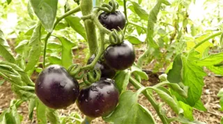 Imagem ilustrativa da imagem Colheita de tomates gourmet coloridos neste sábado em Maricá