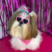 Imagem ilustrativa da imagem Efeito Barbie: cães shih-tzu ganham encontro em Niterói