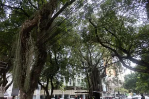 Imagem ilustrativa da imagem Falta de poda em árvores causa problemas a moradores da Zona Norte