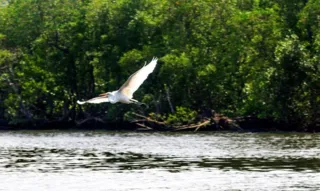 Imagem ilustrativa da imagem Gripe aviária: Espírito Santo proíbe acesso de turistas em ilhas