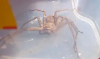 Imagem ilustrativa da imagem Homem encontra aranha em sua bagagem voltando da África