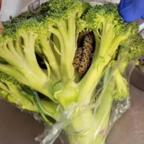 Imagem ilustrativa da imagem Idoso encontra cobra viva em brócolis antes de preparar refeição