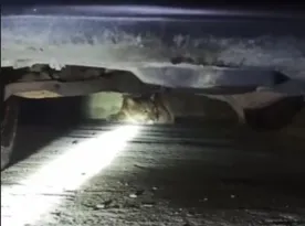 Imagem ilustrativa da imagem Onça escondida embaixo de carro assusta em Saquarema; vídeo