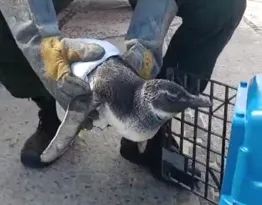 Imagem ilustrativa da imagem Pinguim debilitado é resgatado após aparecer em praia de Niterói