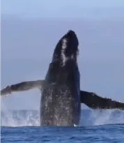 Imagem ilustrativa da imagem Salto de baleia jubarte não foi em Niterói; ENFOCO explica