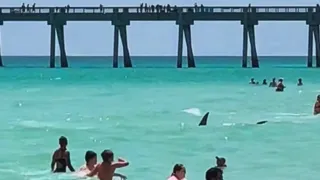 Imagem ilustrativa da imagem Tubarão atrás de um cardume assusta banhistas em praia nos EUA