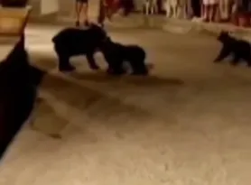 Imagem ilustrativa da imagem Ursa é executada a tiros e filhotes ficam desamparados; vídeo