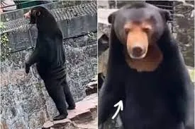 Imagem ilustrativa da imagem Urso ou humano? Mascote viraliza por parecer pessoa de fantasia