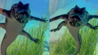 Imagem ilustrativa da imagem Vídeo: jacaré é flagrado 'dançando' debaixo d'água
