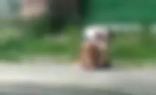 Imagem ilustrativa da imagem Vídeo: policial é flagrado agredindo mulher na Zona Norte