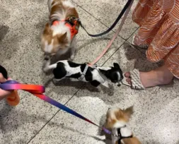 Imagem ilustrativa da imagem Shopping de Niterói é 'invadido' por Chihuahuas e viram atração
