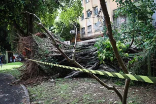Imagem ilustrativa da imagem Árvore tomba após chuva e vento forte no Centro de Niterói