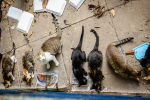 Imagem ilustrativa da imagem Gatos estão sem água e comida em imóvel da Prefeitura do Rio