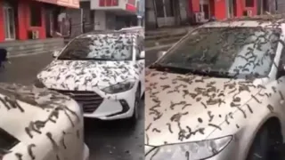 Imagem ilustrativa da imagem Vídeo: moradores se assustam com 'chuva de verme' em Pequim