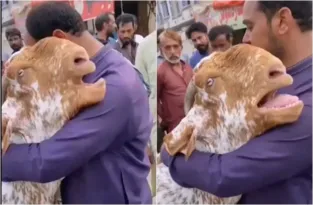 Imagem ilustrativa da imagem Vídeo: cabra 'chora' no colo de tutor após ser vendida