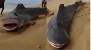 Imagem ilustrativa da imagem Vídeo de tubarão gigante não é na praia de Itaipuaçu