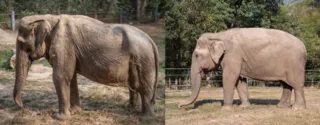 Imagem ilustrativa da imagem Elefante fica com coluna torta após 25 anos transportando turistas