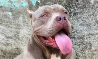 Imagem ilustrativa da imagem PM é atacado por cachorro e mata animal para se defender no Rio