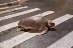 Imagem ilustrativa da imagem Tartaruga gigante atravessa rua na faixa de pedestres; veja o vídeo