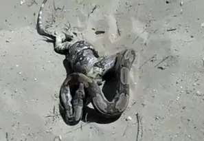Imagem ilustrativa da imagem Cobra devora lagarto em praia de Niterói; veja o vídeo