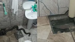 Imagem ilustrativa da imagem Vídeo: cobra sai de ralo durante banho de morador de Cuiabá
