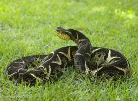 Imagem ilustrativa da imagem Cobra venenosa é encontrada grávida de 43 filhotes em Niterói