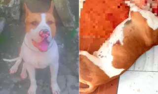 Imagem ilustrativa da imagem Família acusa policial de executar cachorro em São Gonçalo
